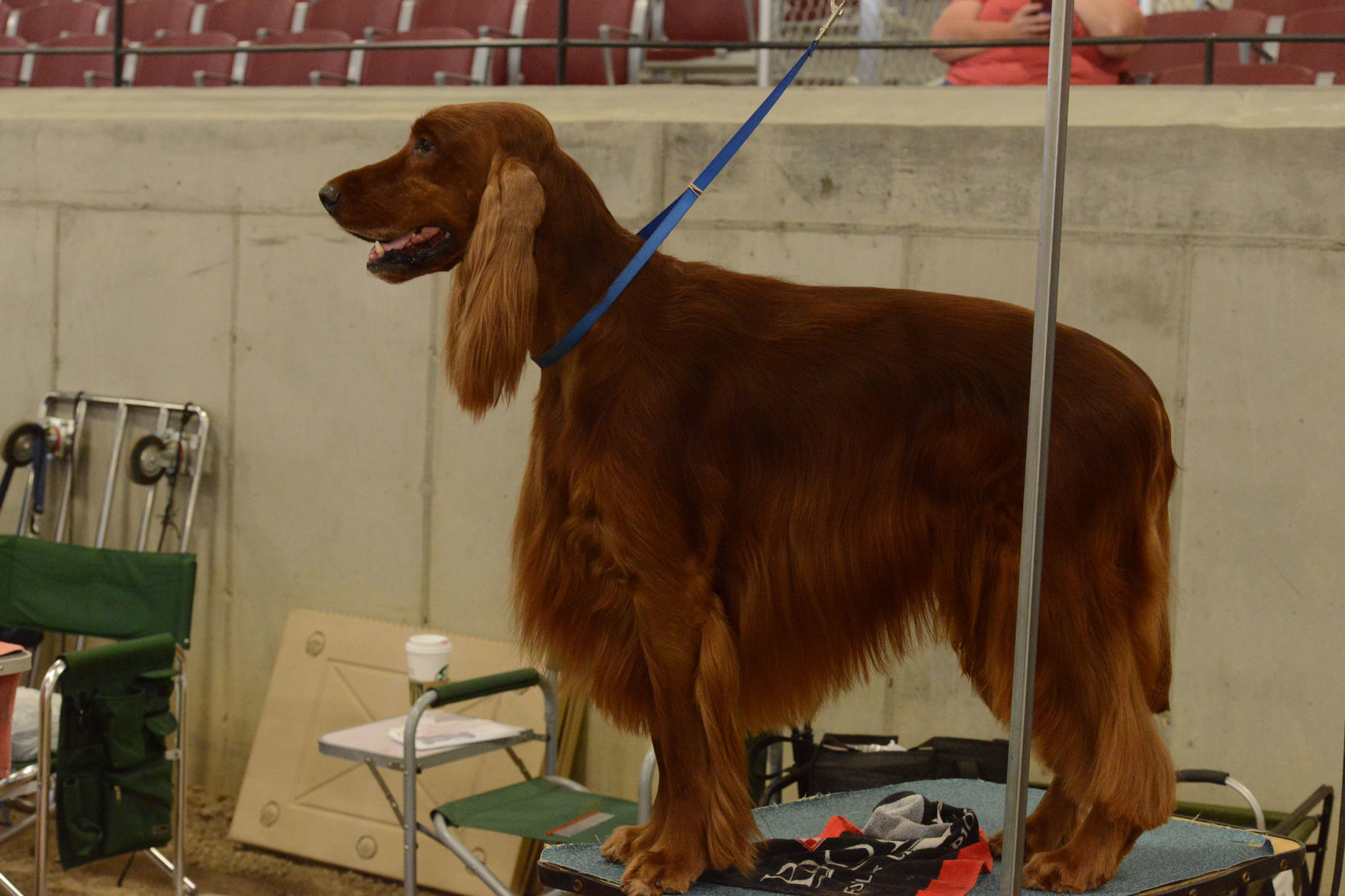 Danville Kennel Club Breeder Show